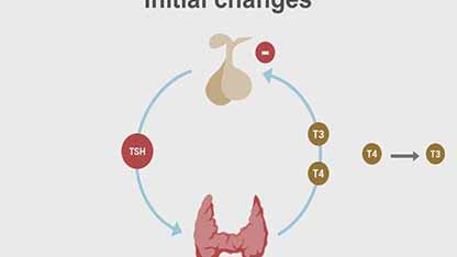 乙胺碘呋酮的影响