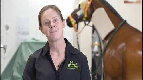 为什么要学习兽医