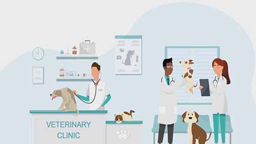 兽医学的突破：新干细胞疗法