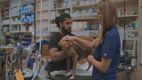 兽医行业的职业道路