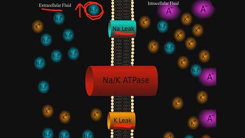 动物生理学 01神经生理学