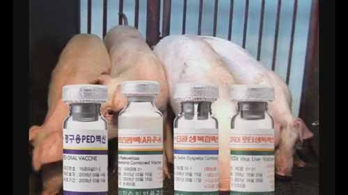 绿十字公司的兽药产品