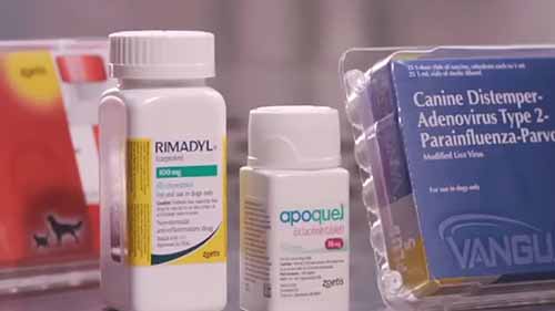 硕腾的兽药研发