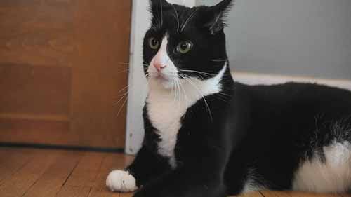 拜耳动物保健部