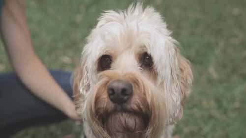 诺华动物保健有限公司