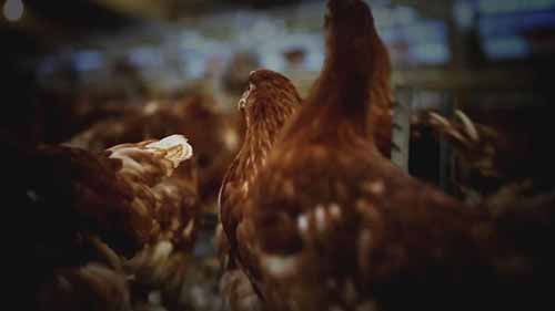 梅里亚：NeO产品研发