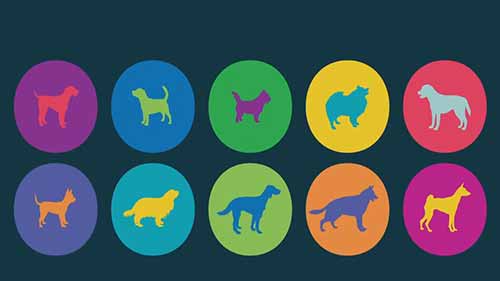 犬类接种疫苗的重要性