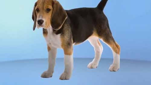 Duramune莱姆病疫苗