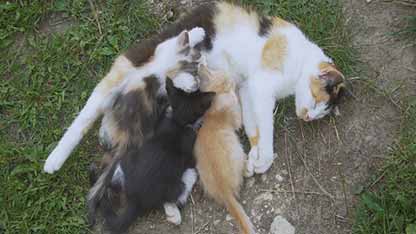 猫咪疫苗的种类与接种