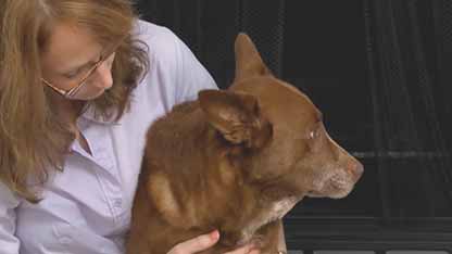 猫狗罹患糖尿病