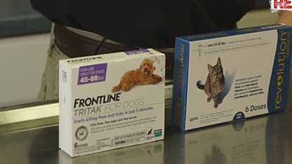 治疗跳蚤和蜱虫的宠物药