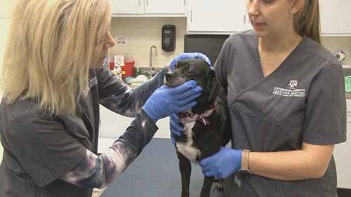 宠物眼部给药指南