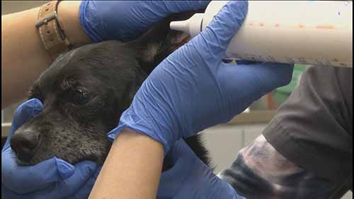 宠物耳部给药指南