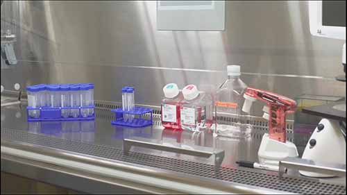 无菌技术：细胞培养