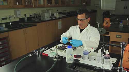 适用于细菌培养的染色剂