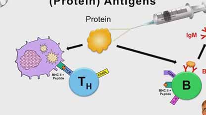 麻疹和疫苗：对疫苗的免疫应答