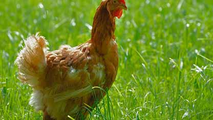 食品营销的秘密