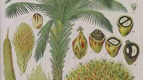 为什么棕榈油这么便宜