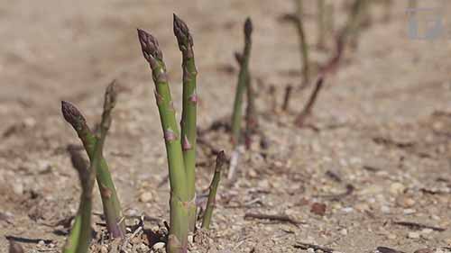 食品杂谈 05 为什么没有小芦笋