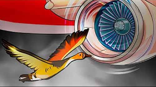 鸟撞进飞机引擎会发生什么