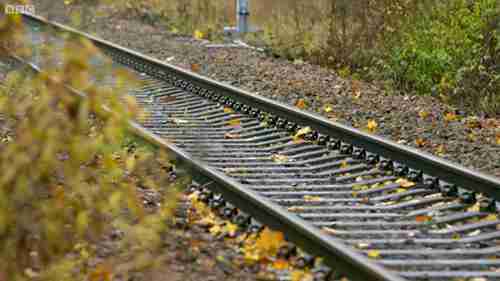 为什么树叶会导致火车晚点?