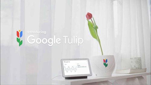 Google郁金香介绍