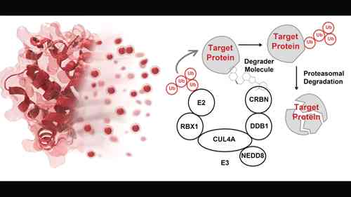 小分子有大作用