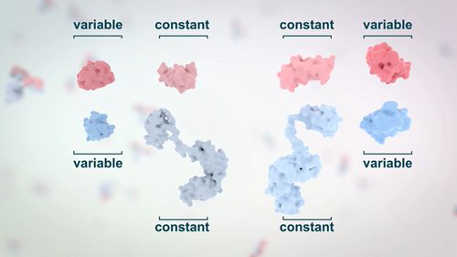 抗体药物：结构与功能