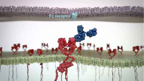 抗体药物：作用机制