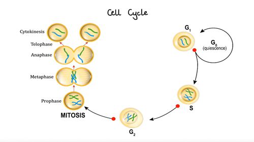 抗肿瘤药的药理学知识 01
