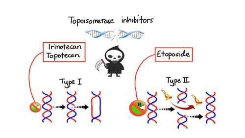 抗肿瘤药的药理学知识 02