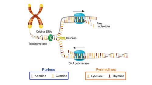 抗肿瘤药的药理学知识 03