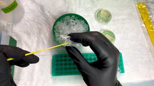 CRISPR-Cas9基因编辑实验操作