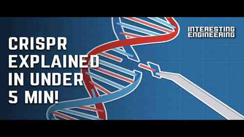 基因工程是如何运作的