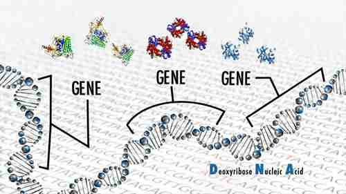 用基因治疗战胜镰状红细胞