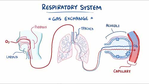呼吸系统的解剖学和生理学
