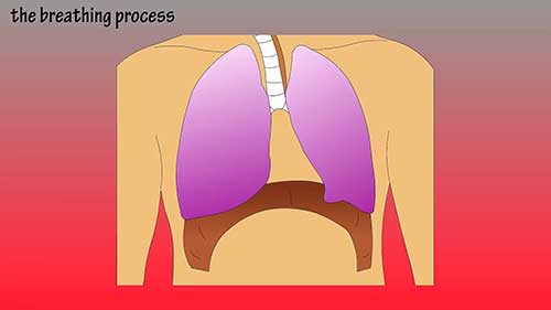 呼吸系统是如何工作的