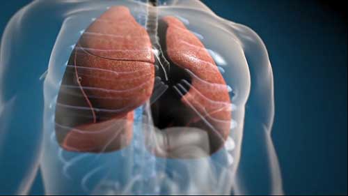 肺是如何工作的