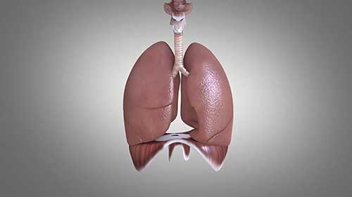 通气基础知识：呼吸机制