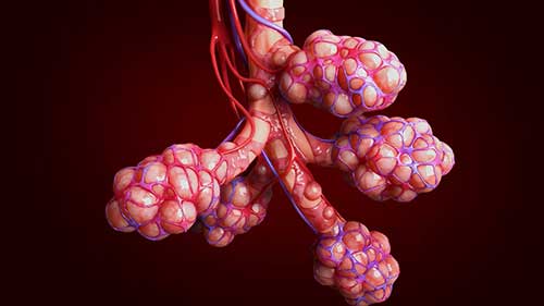 通气基础知识：正常呼吸解剖学