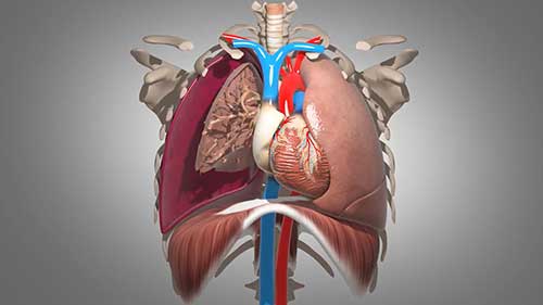 通气基础知识：肺顺应性