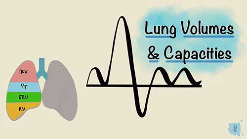 肺容积与肺容量