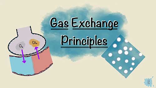 呼吸中的气体交换原理