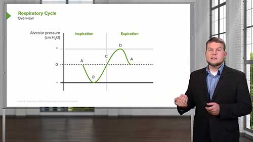 呼吸和肺力学：呼吸周期