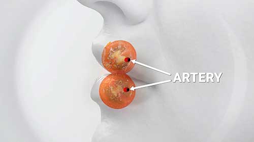 美容唇部三维解剖