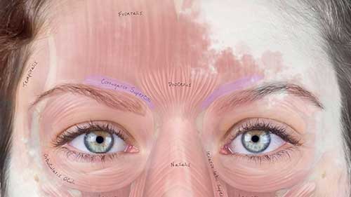 美容面部肌肉解剖