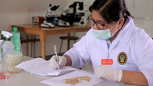 菲律宾植物检疫服务部