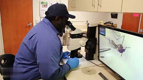 蚊子和病媒生物控制项目