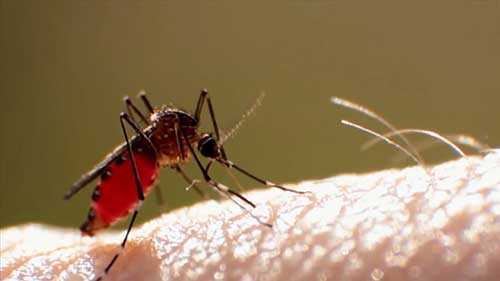 乌拉圭登革热病媒控制