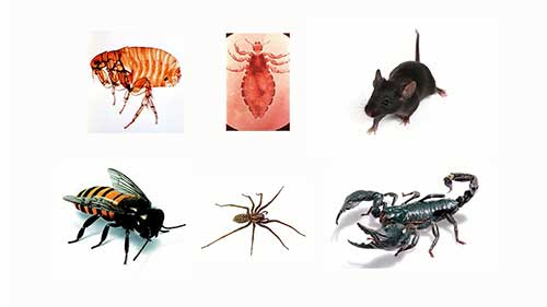 病媒传播疾病讲座